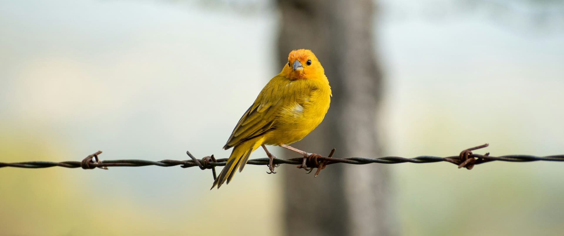 Foto de um canário sobre fio de arame farpado, representando a metáfora do canário na mina de carvão, referente à inclusão de neurodivergentes no combate a ambientes de trabalho tóxicos. Foto de Cesar Ardilla no Unsplash